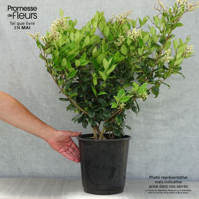 Troène du Texas - Ligustrum japonicum Texanum en pot de 7,5L/10L Ejemplar entregado en la primavera