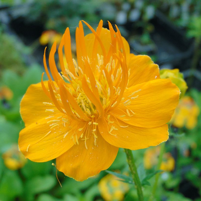 Trollius chinensis Golden Queen - Calderones (Floración)