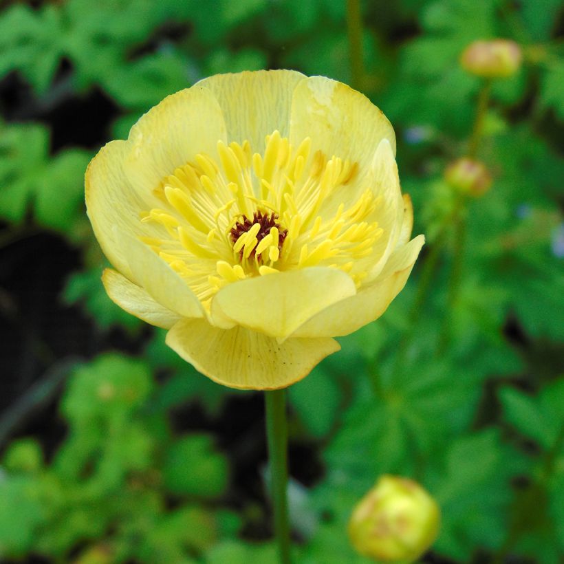 Trollius Cheddar - Calderones (Floración)