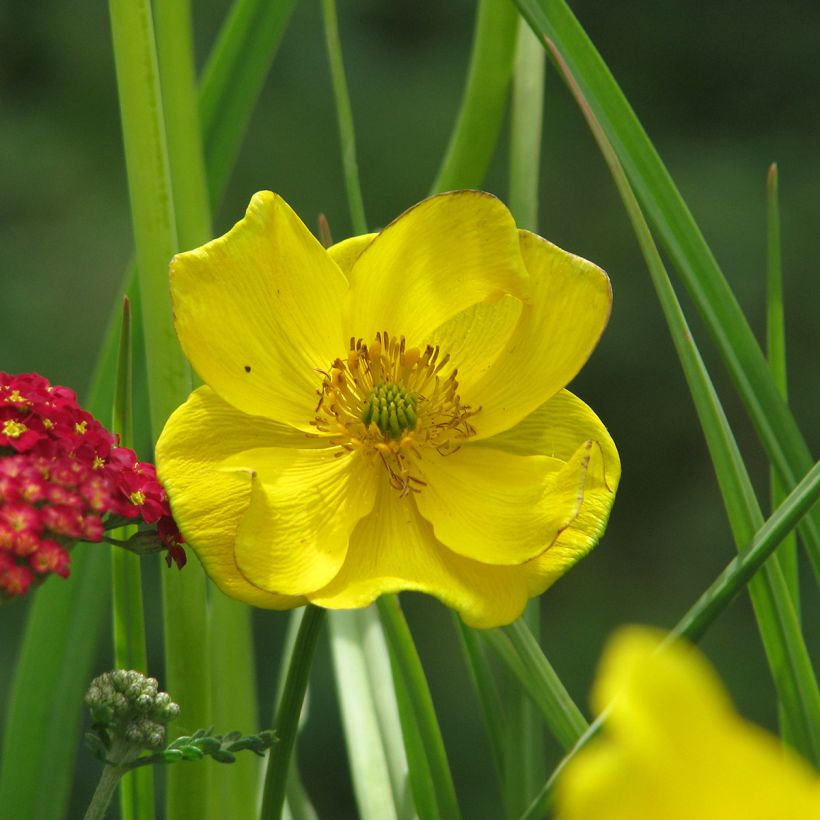 Trollius stenopetalus (Floración)