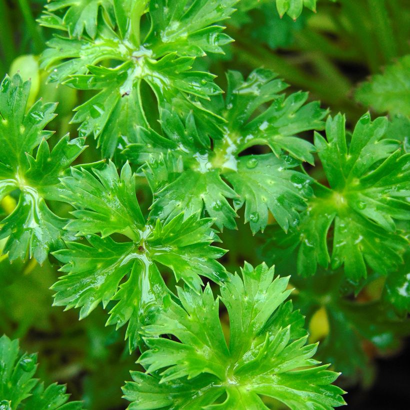 Trollius pumilus (Follaje)