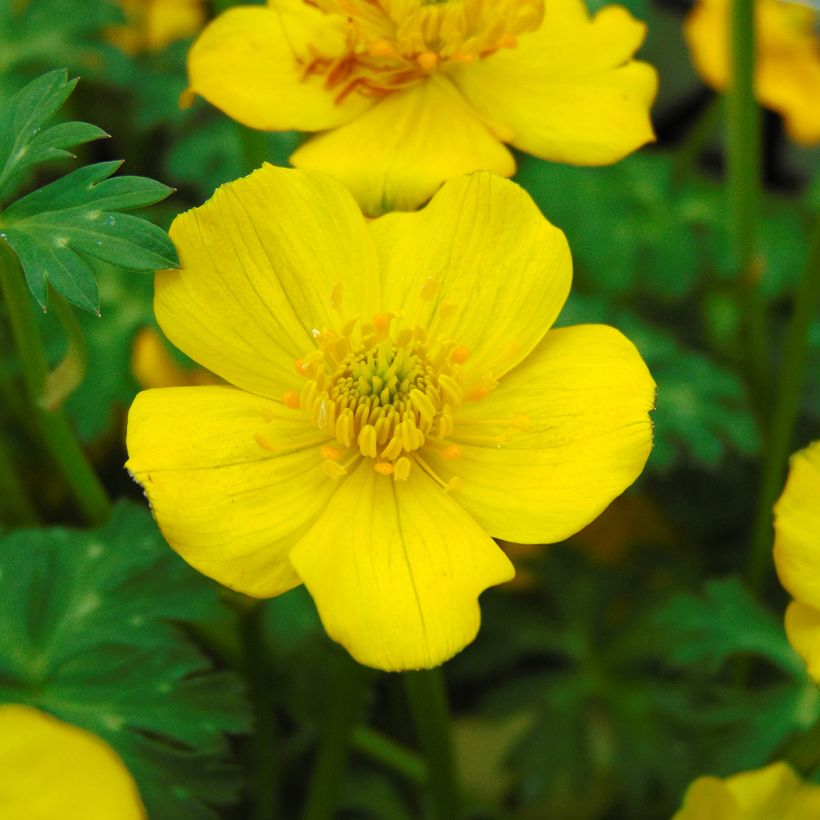 Trollius pumilus (Floración)