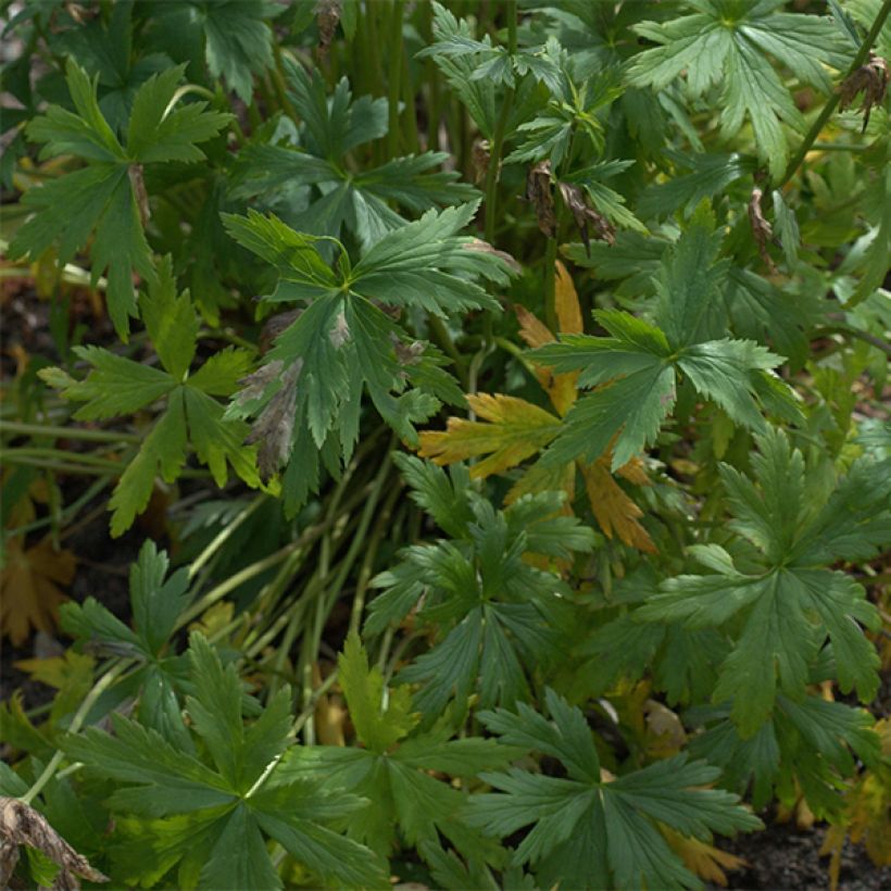 Trollius Alabaster - Calderones (Follaje)