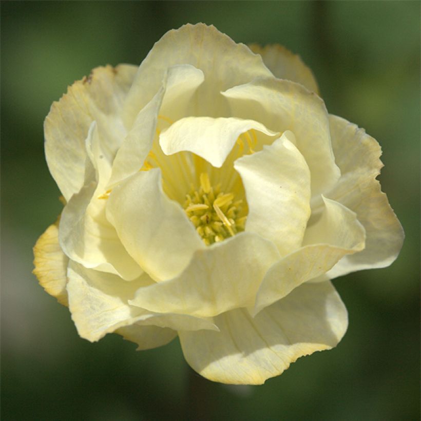 Trollius Alabaster - Calderones (Floración)