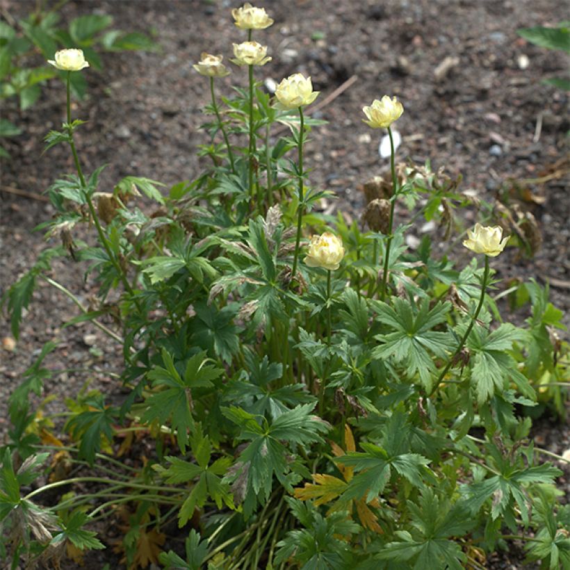 Trollius Alabaster - Calderones (Porte)