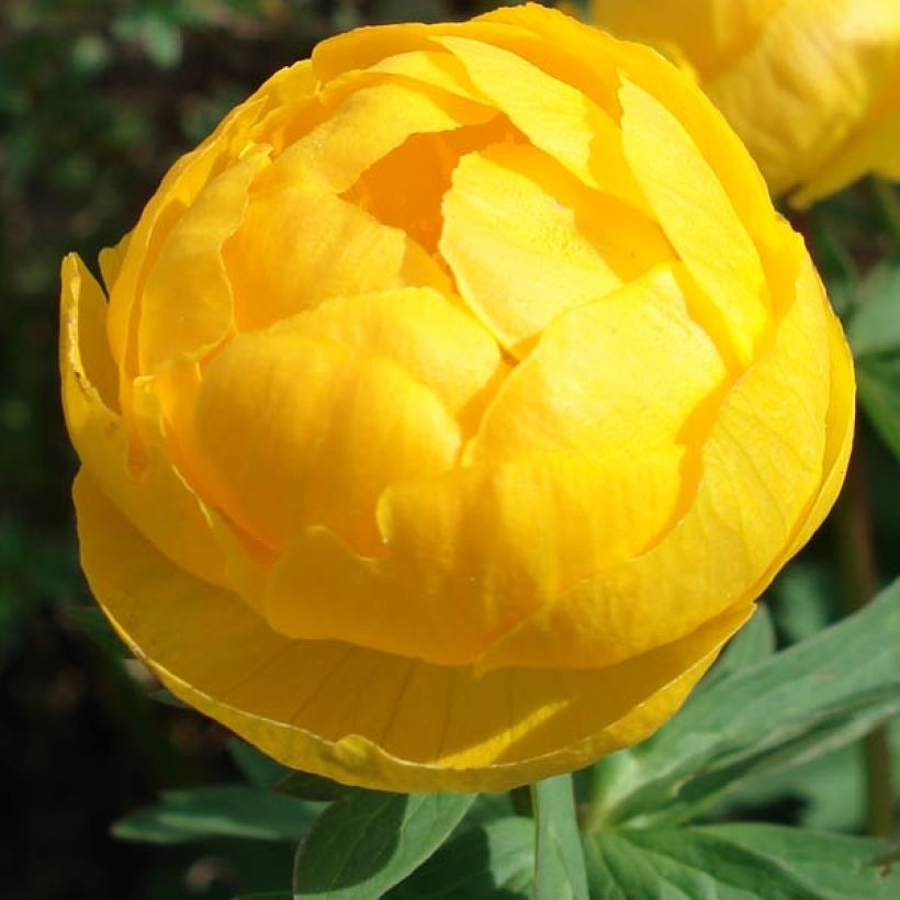 Trollius europaeus - Calderones (Floración)