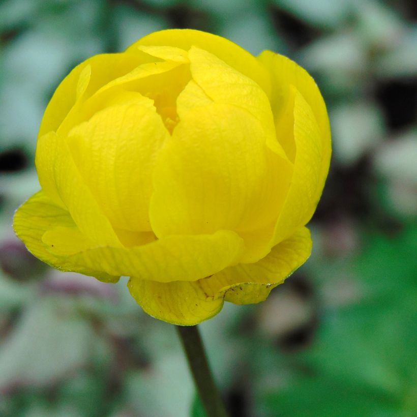 Trollius Lemon Queen - Calderones (Floración)