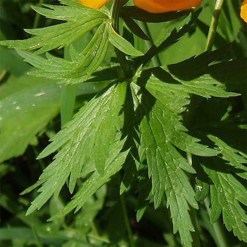 Trollius asiaticus (Follaje)