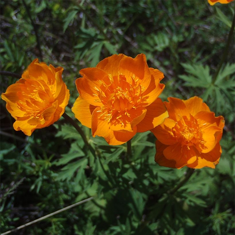 Trollius asiaticus (Floración)