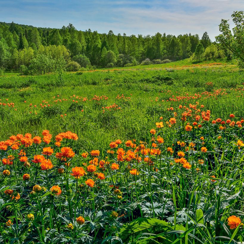 Trollius asiaticus (Porte)