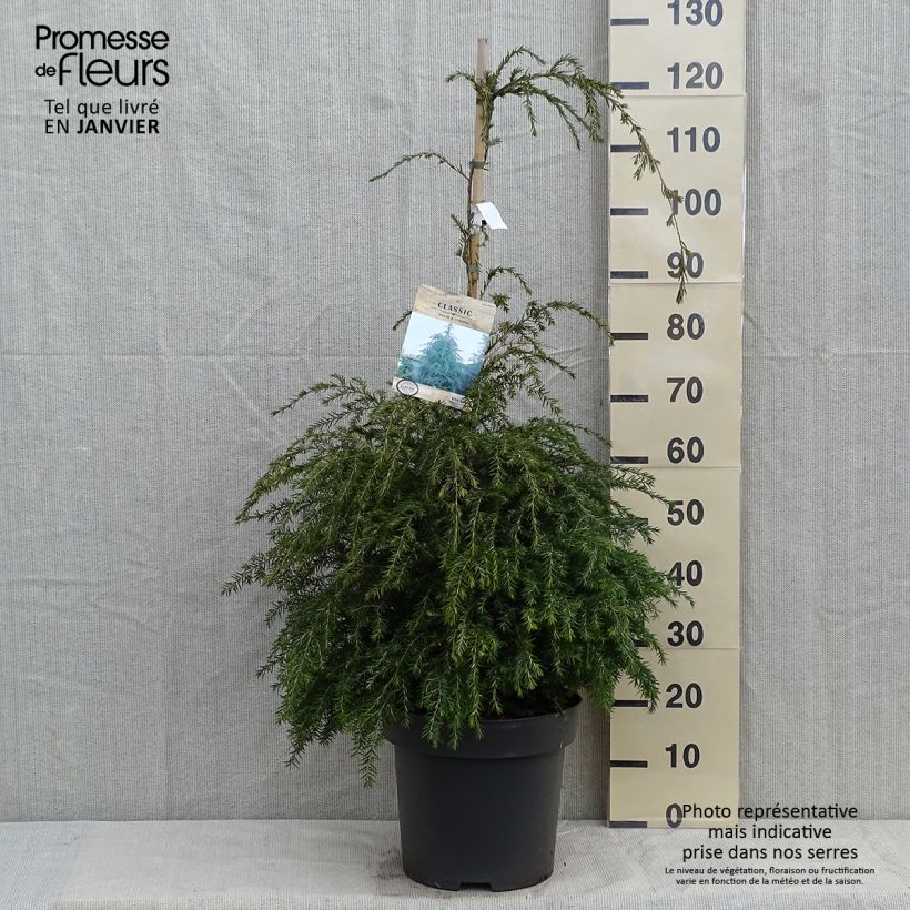 Tsuga canadensis - Pruche du Canada Pot de 3L Ejemplar entregado en invierno