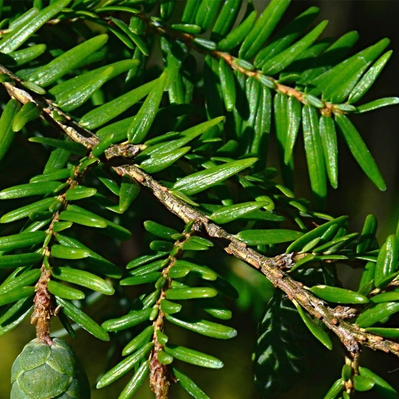 Tsuga canadensis - Falso abeto del Canadá (Follaje)