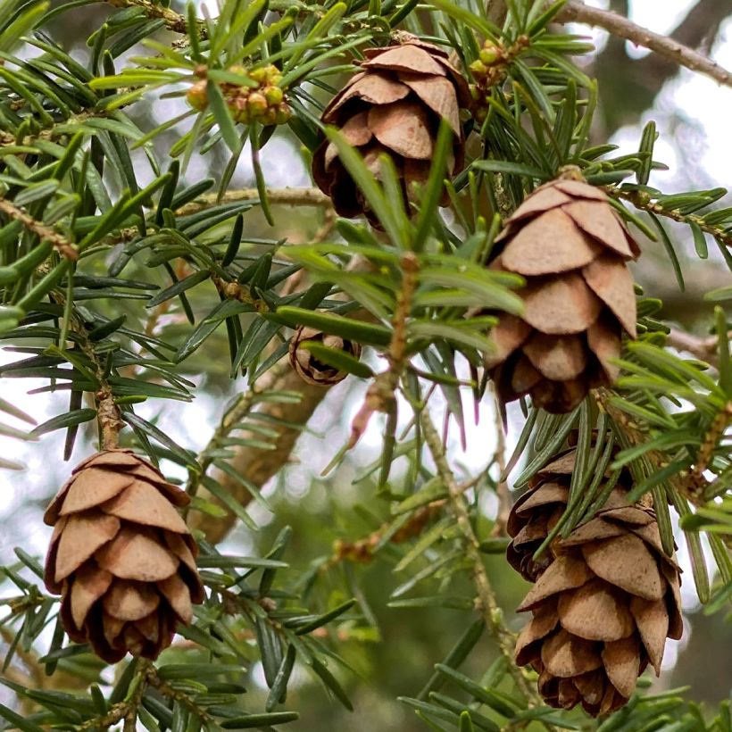 Tsuga canadensis - Falso abeto del Canadá (Cosecha)