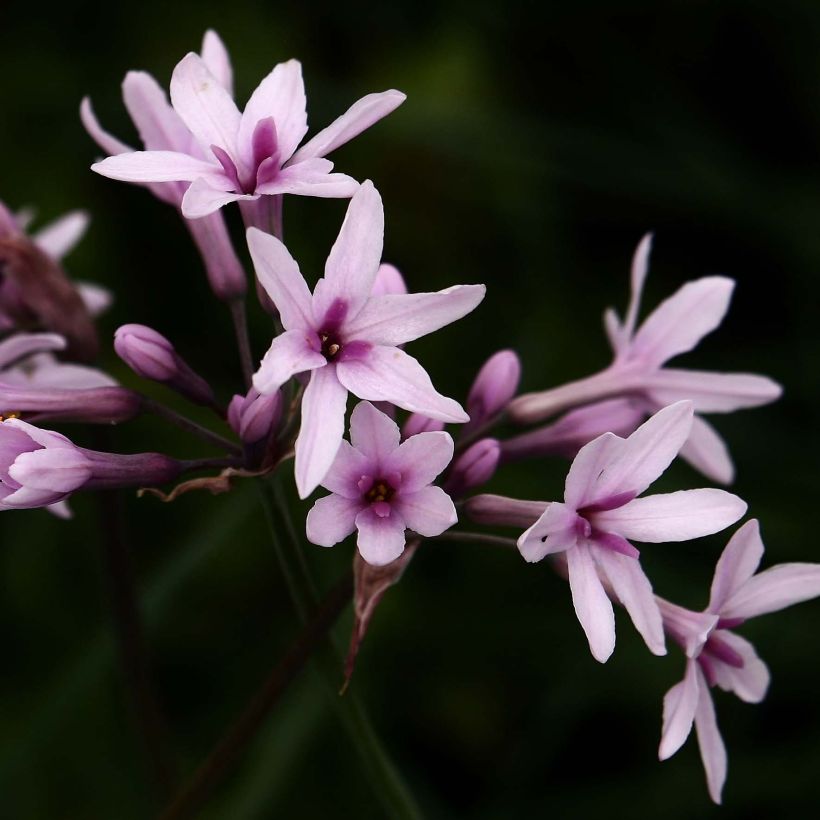 Tulbaghia violacea Purple Eye - Ajo social (Floración)