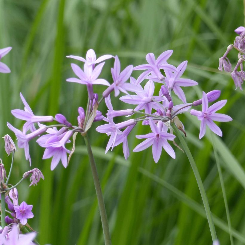 Tulbaghia violacea - Ajo social (Floración)