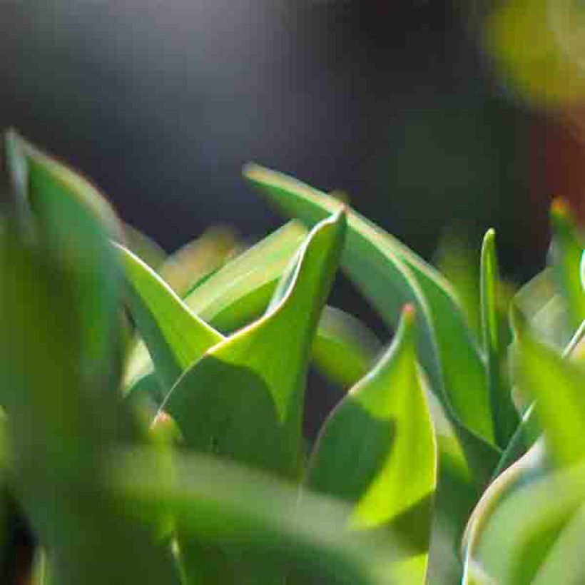 Tulipán Viridiflora Green River (Follaje)