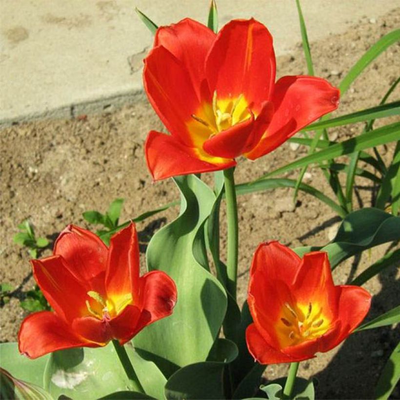 Tulipa vvedenskyi - Tulipan botánico (Porte)