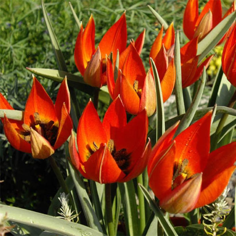 Tulipa whittallii - Tulipan botánico (Floración)