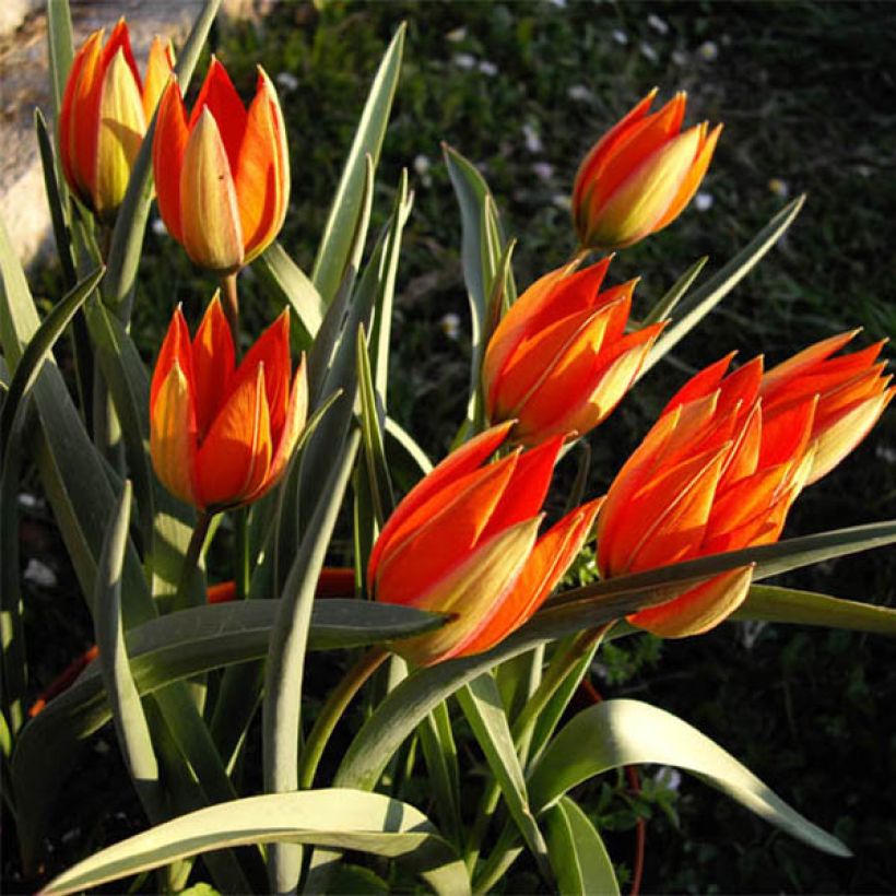 Tulipa whittallii - Tulipan botánico (Porte)