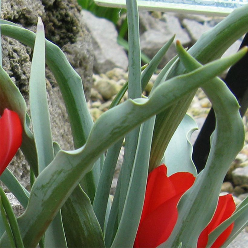 Tulipa wilsoniana - Tulipan botánico (Follaje)