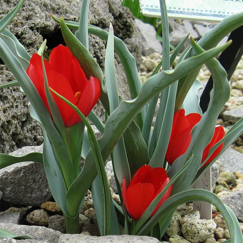 Tulipa wilsoniana - Tulipan botánico (Floración)