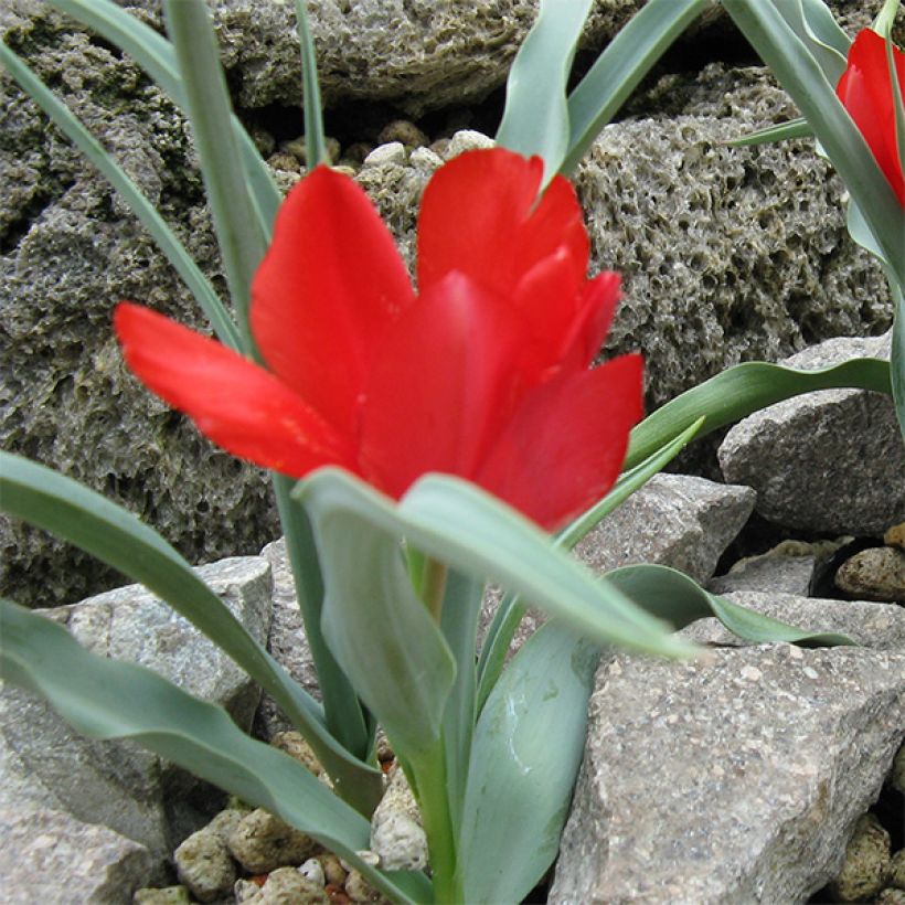 Tulipa wilsoniana - Tulipan botánico (Porte)