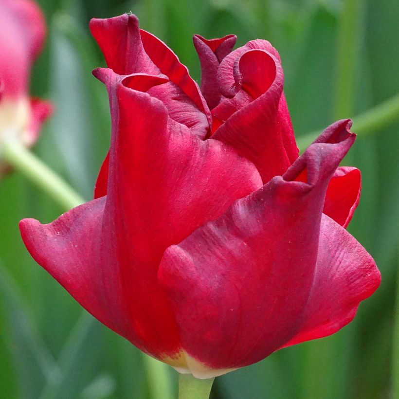 Tulipán Red Dress (Floración)