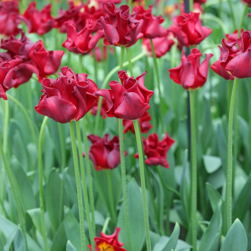 Tulipán Red Dress (Porte)