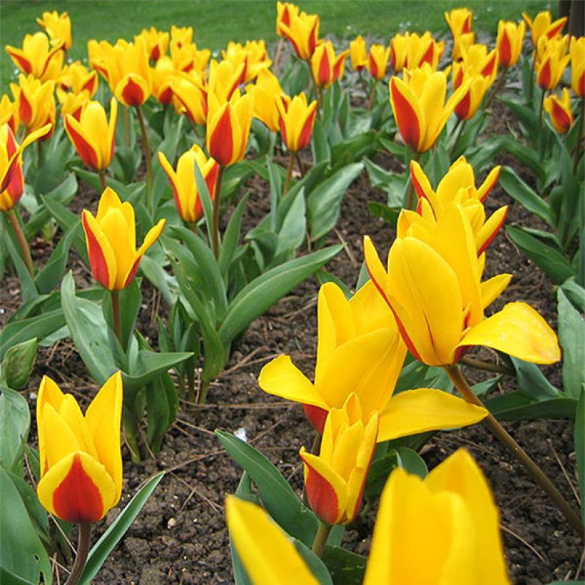 Tulipán Kaufmanniana Goudstuck (Floración)