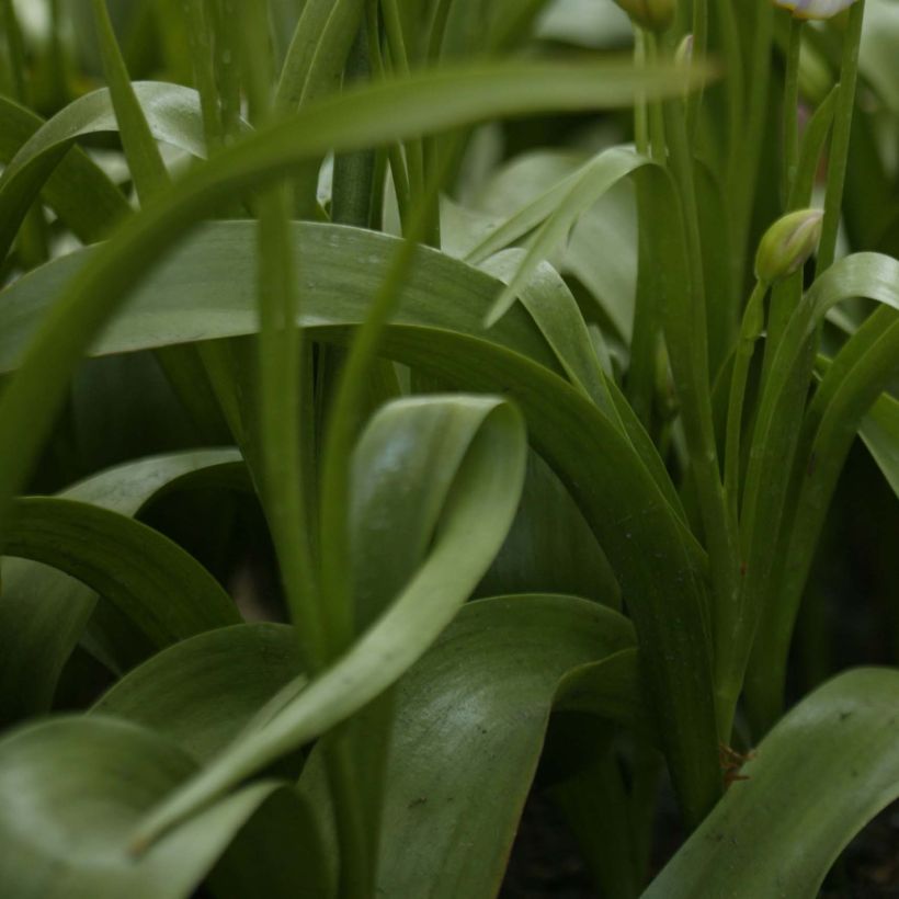 Tulipa saxatilis - Tulipan botánico (Follaje)