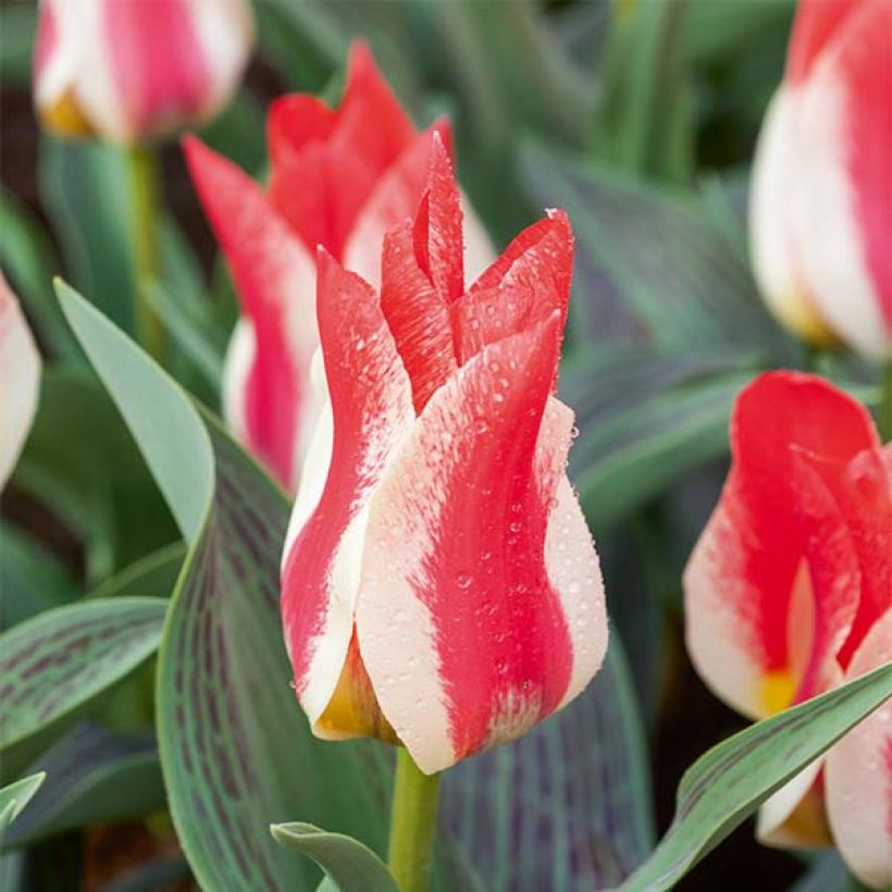 Tulipa greigii Plaisir (Floración)