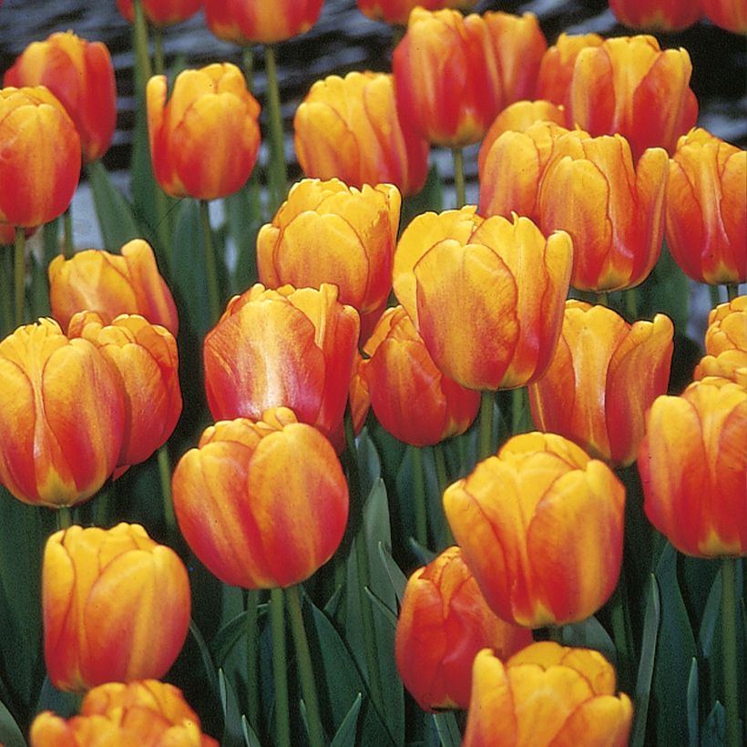 Tulipán híbrido Darwin Blushing Apeldoorn (Floración)