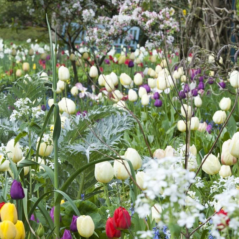 Tulipán híbrido Darwin Ivory Floradale (Floración)