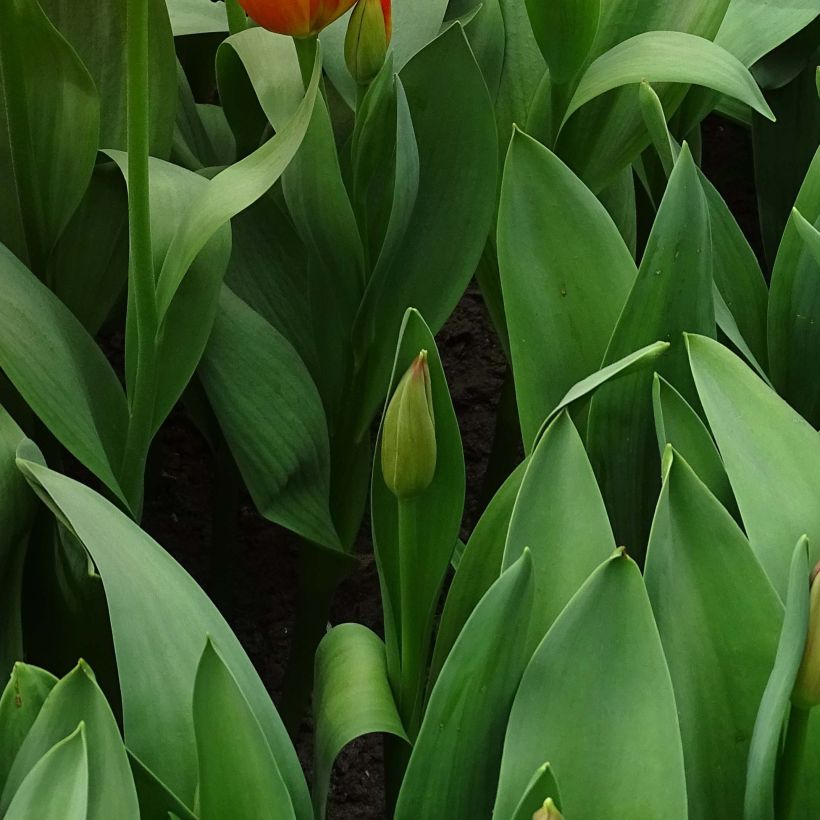 Tulipán híbrido Darwin Orange Balloon (Follaje)