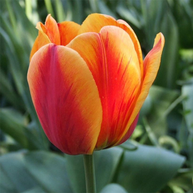 Tulipán híbrido Darwin Apeldoorn's Elite (Floración)