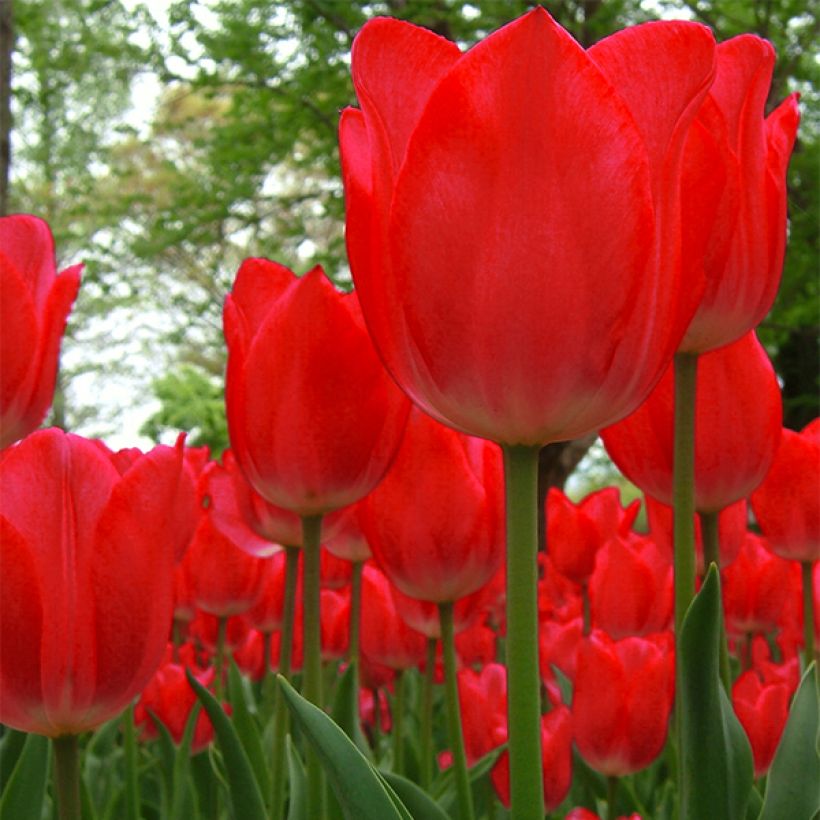 Tulipán híbrido Darwin Red Impression (Floración)