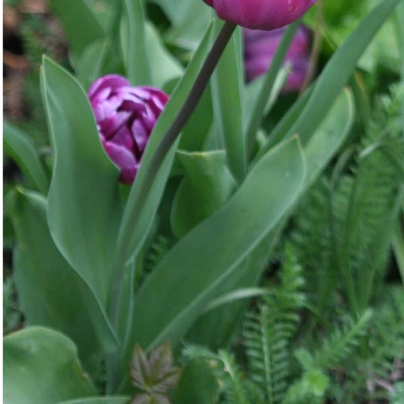 Tulipán doble de flor tardía Diamant Bleu (Follaje)