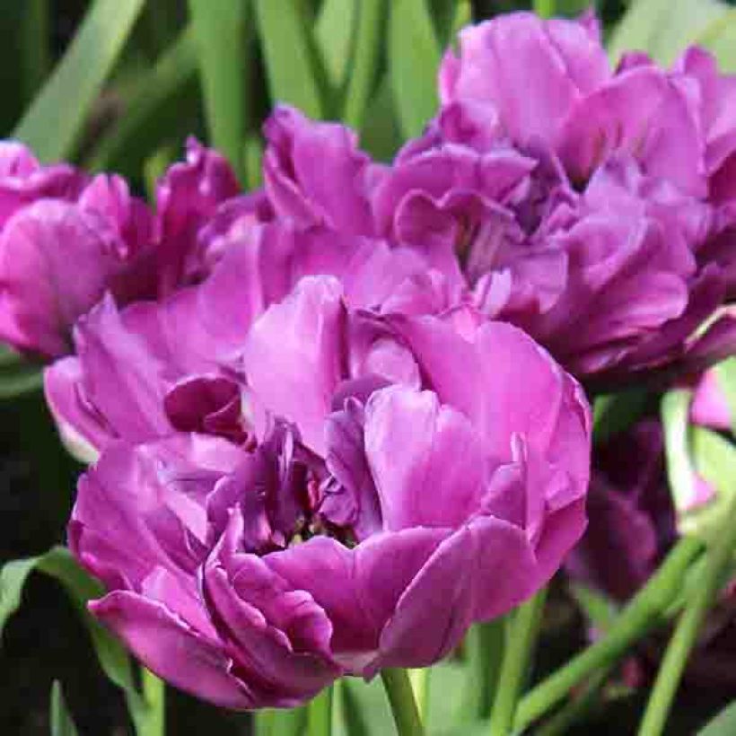 Tulipán doble de flor temprana Purple Pion (Floración)