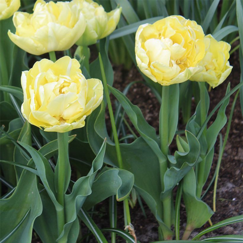 Tulipán doble de flor temprana Verona (Porte)