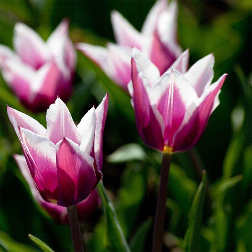 Tulipán flor de lis Claudia (Floración)