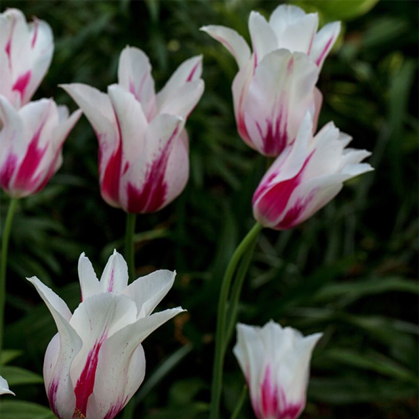 Tulipán flor de lis Marilyn (Porte)