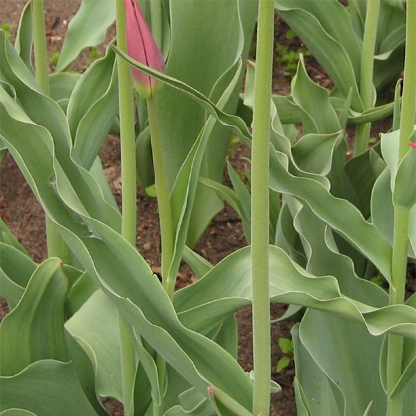 Tulipán flor de lis Synaeda King (Follaje)