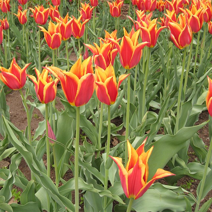 Tulipán flor de lis Synaeda King (Floración)