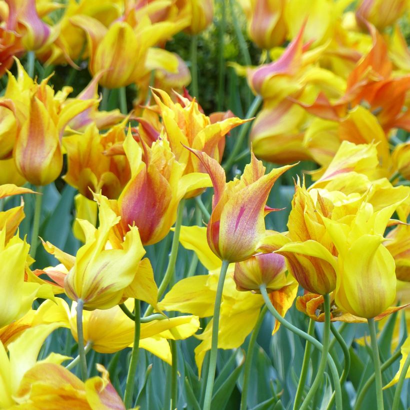 Tulipán flor de lis Vendée Globe (Floración)