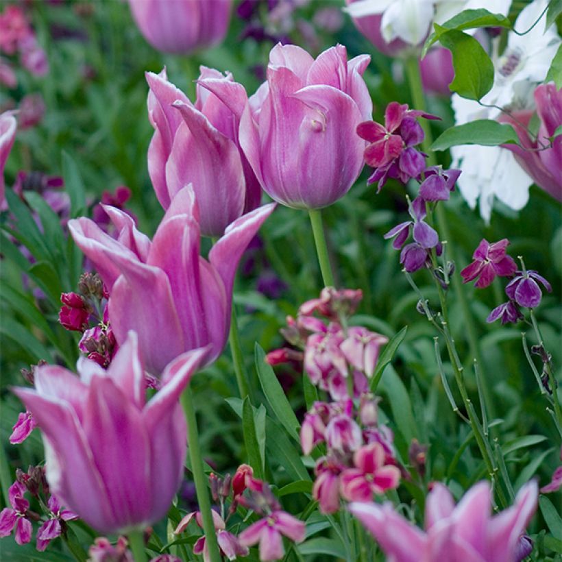 Tulipán flor de lis Ballade (Floración)