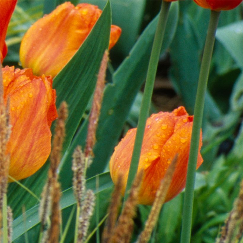 Tulipán simple de flor temprana Generaal De Wet (Floración)