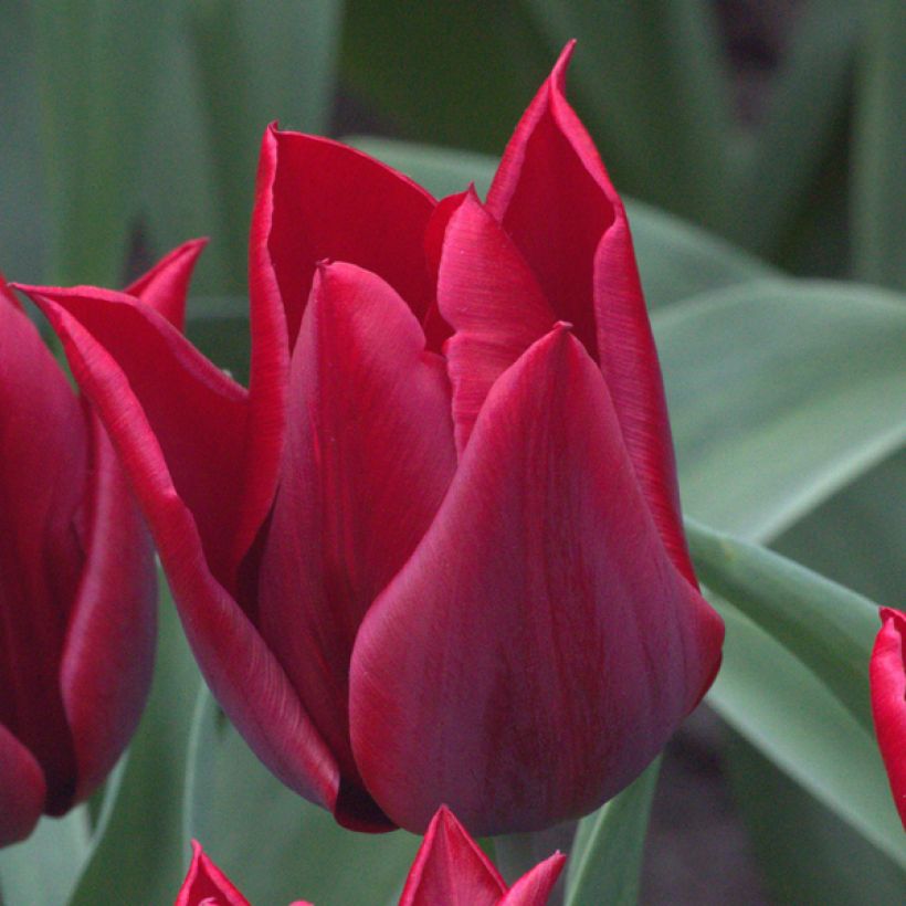 Tulipán flor de lis Lasting Love (Floración)