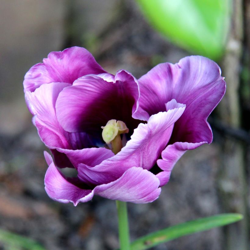 Tulipán Papagayo Blue Parrot (Floración)