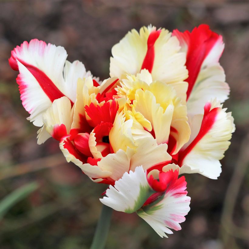 Tulipán Papagayo Flaming Parrot (Floración)