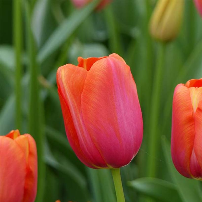 Tulipán simple de flor tardía Avignon (Floración)